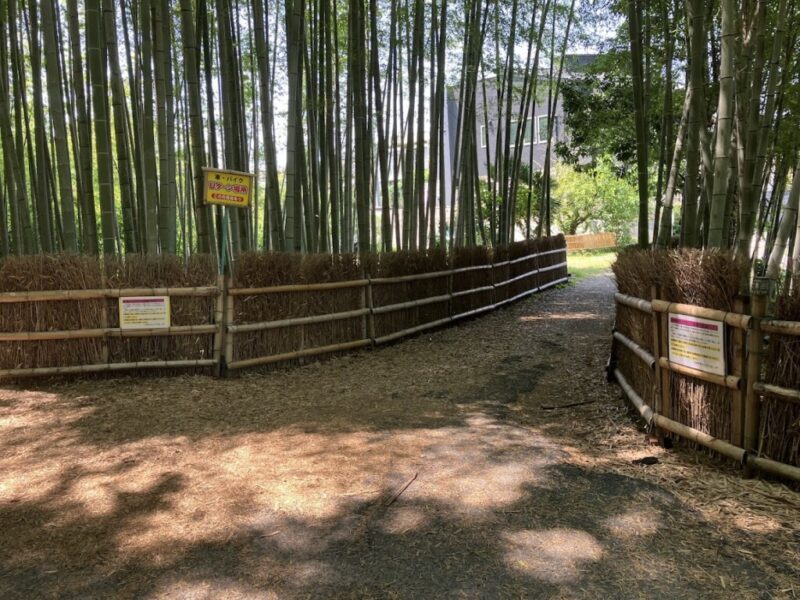 だんごうおに行く道の写真