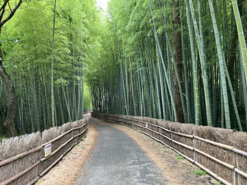 ちたの竹林写真①