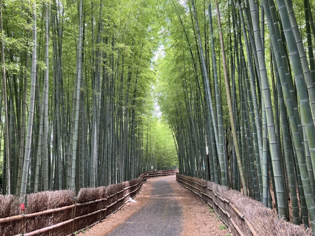 ちたの竹林写真③
