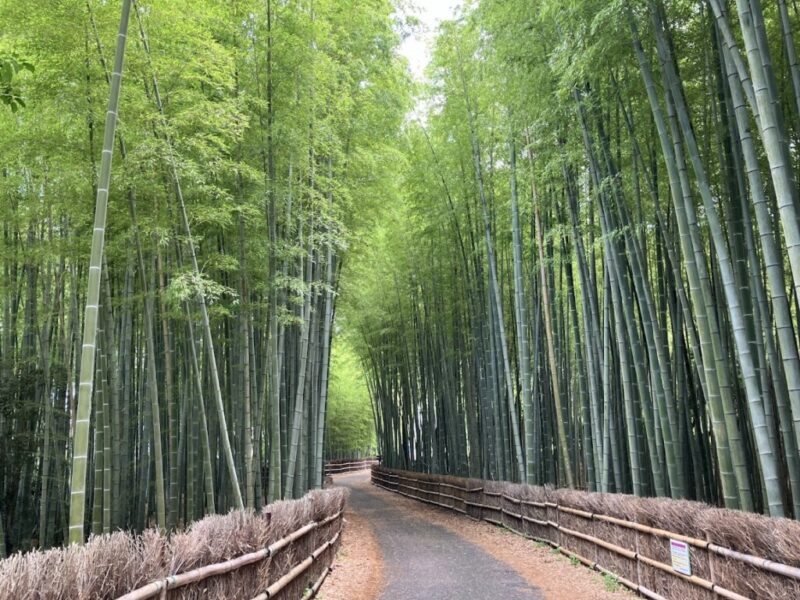 ちたの竹林写真⑤