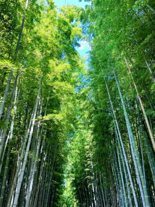ちたの竹林⑦