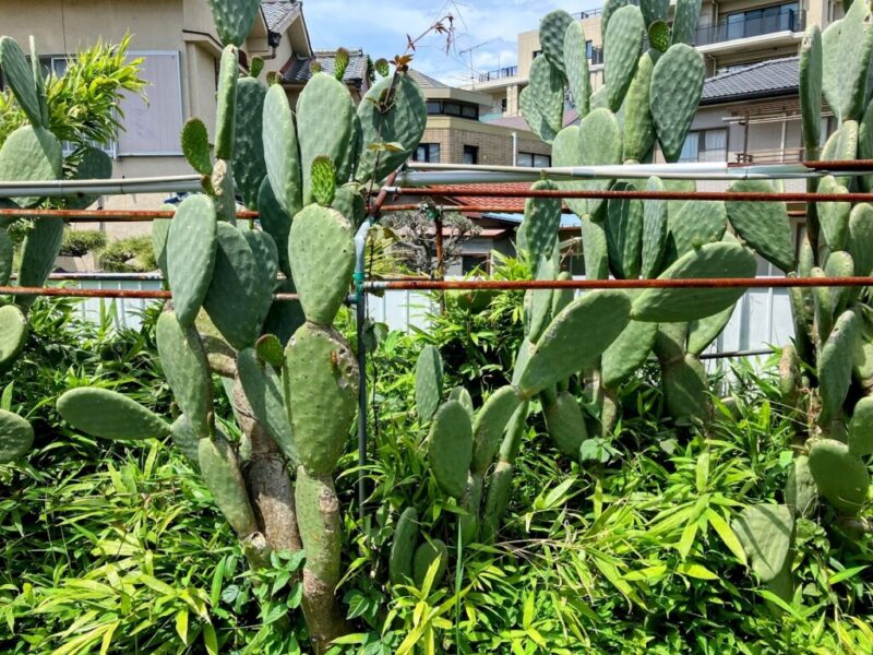 喫茶マウンテンのサボテンの写真